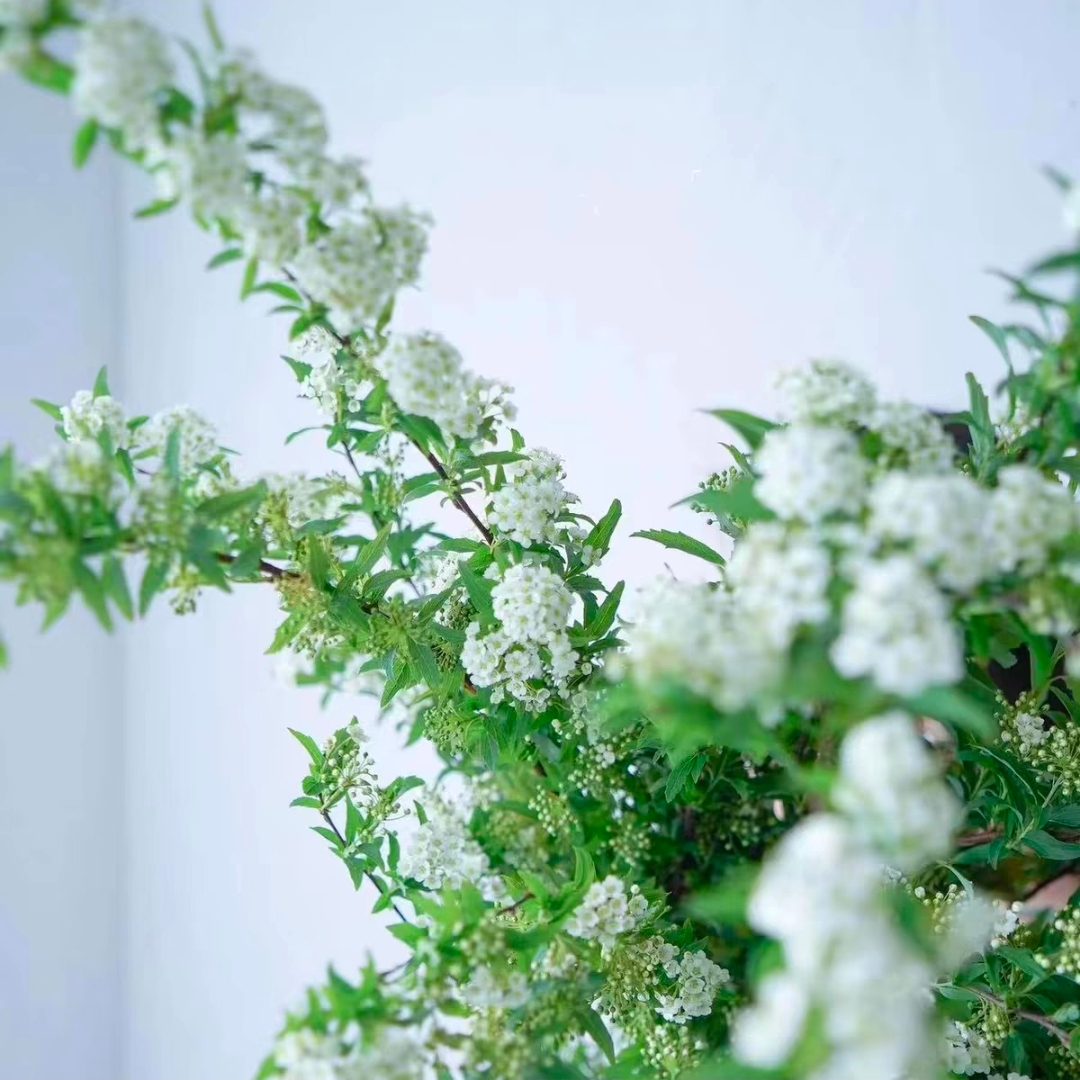 小手球鲜花1扎5枝左右带花苞室内水培插花白色菱叶绣线菊重瓣鲜切花雪柳花绿植花店送花上门