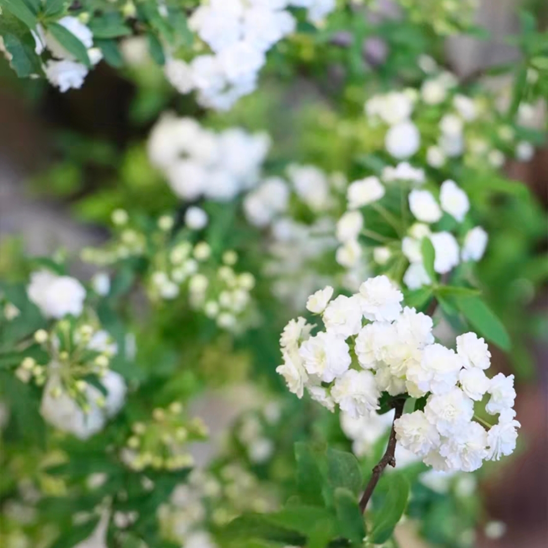 小手球鲜花1扎5枝左右带花苞室内水培插花白色菱叶绣线菊重瓣鲜切花雪柳花绿植花店送花上门