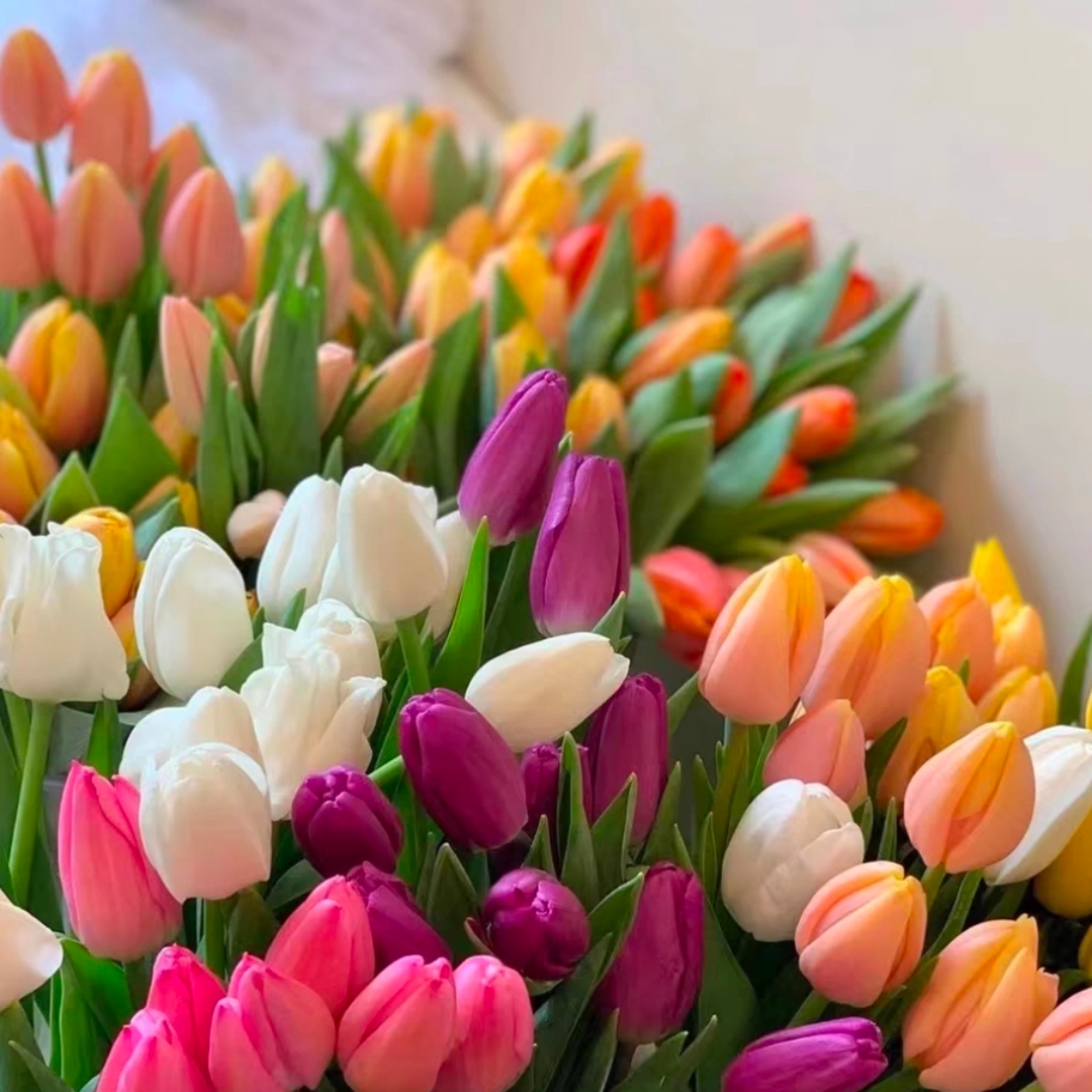 随机色郁金香鲜切花1扎8-10