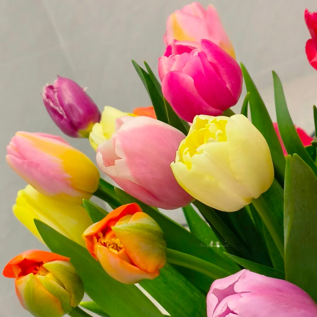 随机色郁金香鲜切花1扎8-10