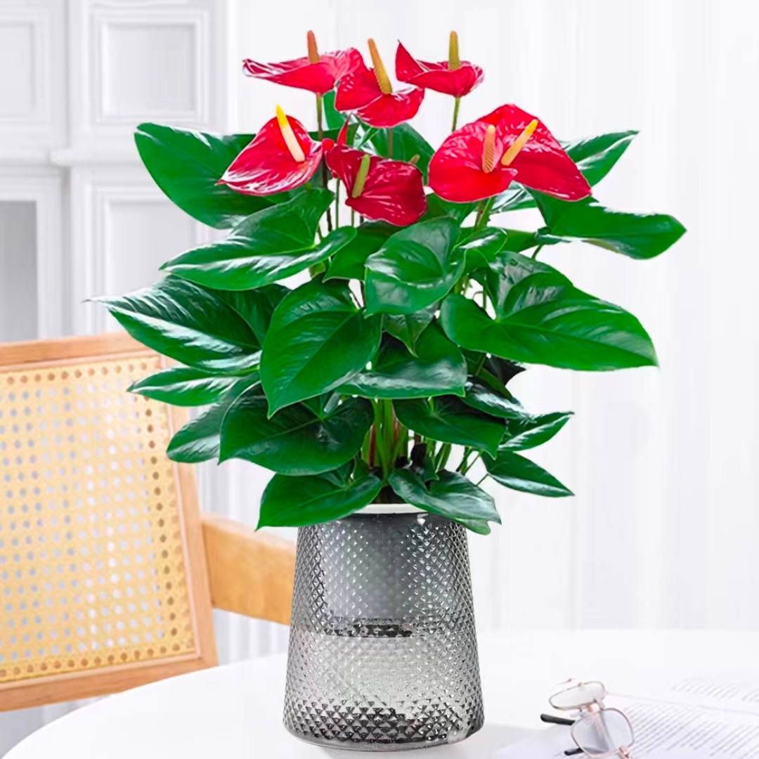 水培红掌开花植物水培花卉桌面植物盆栽好养好活盆栽 4001A