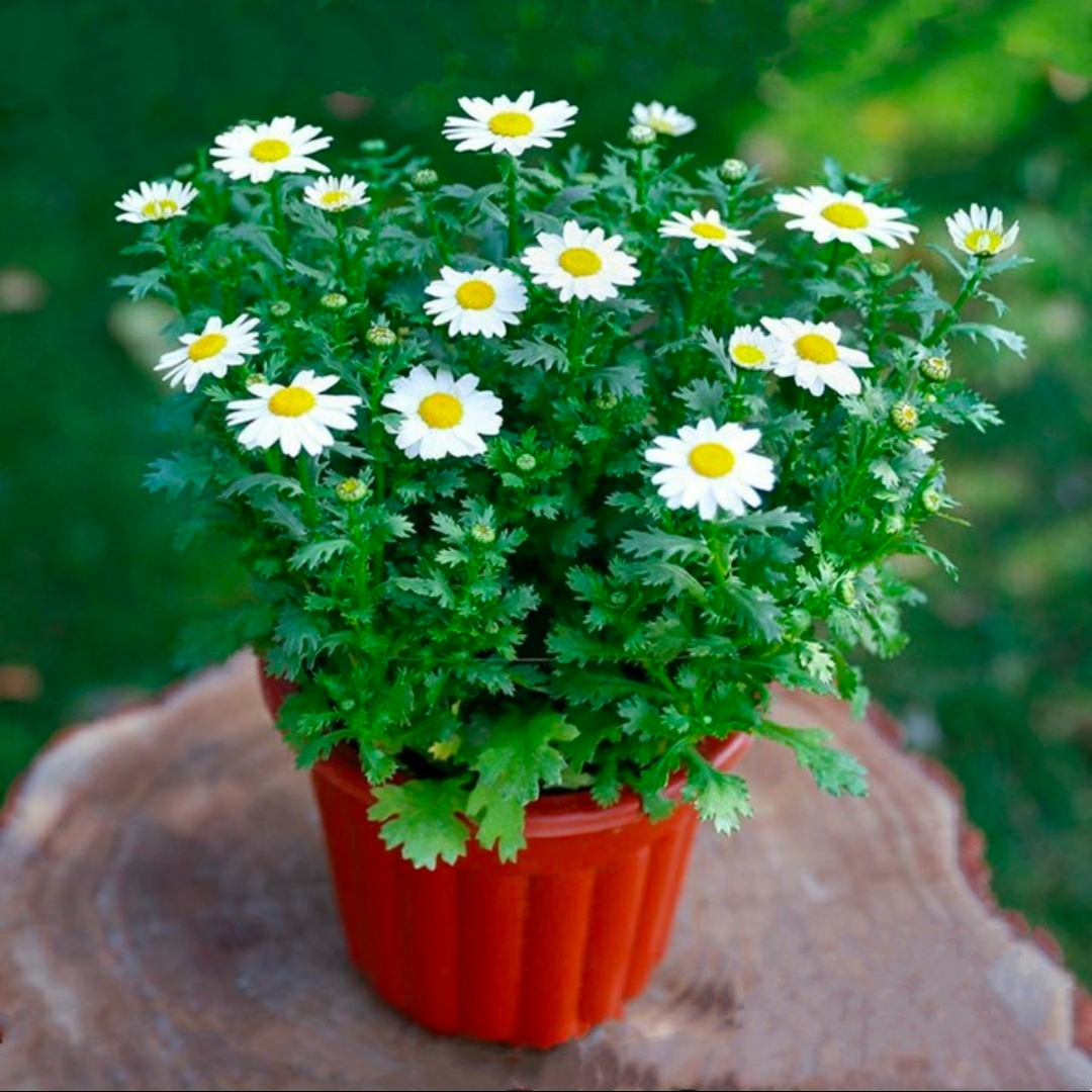 小白菊白金菊小翠菊盆栽瓜叶菊白