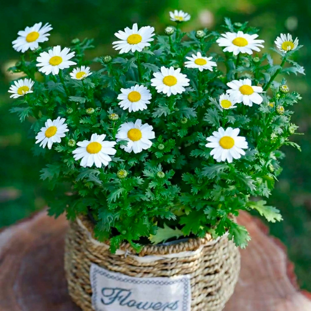 小白菊白金菊小翠菊盆栽瓜叶菊白