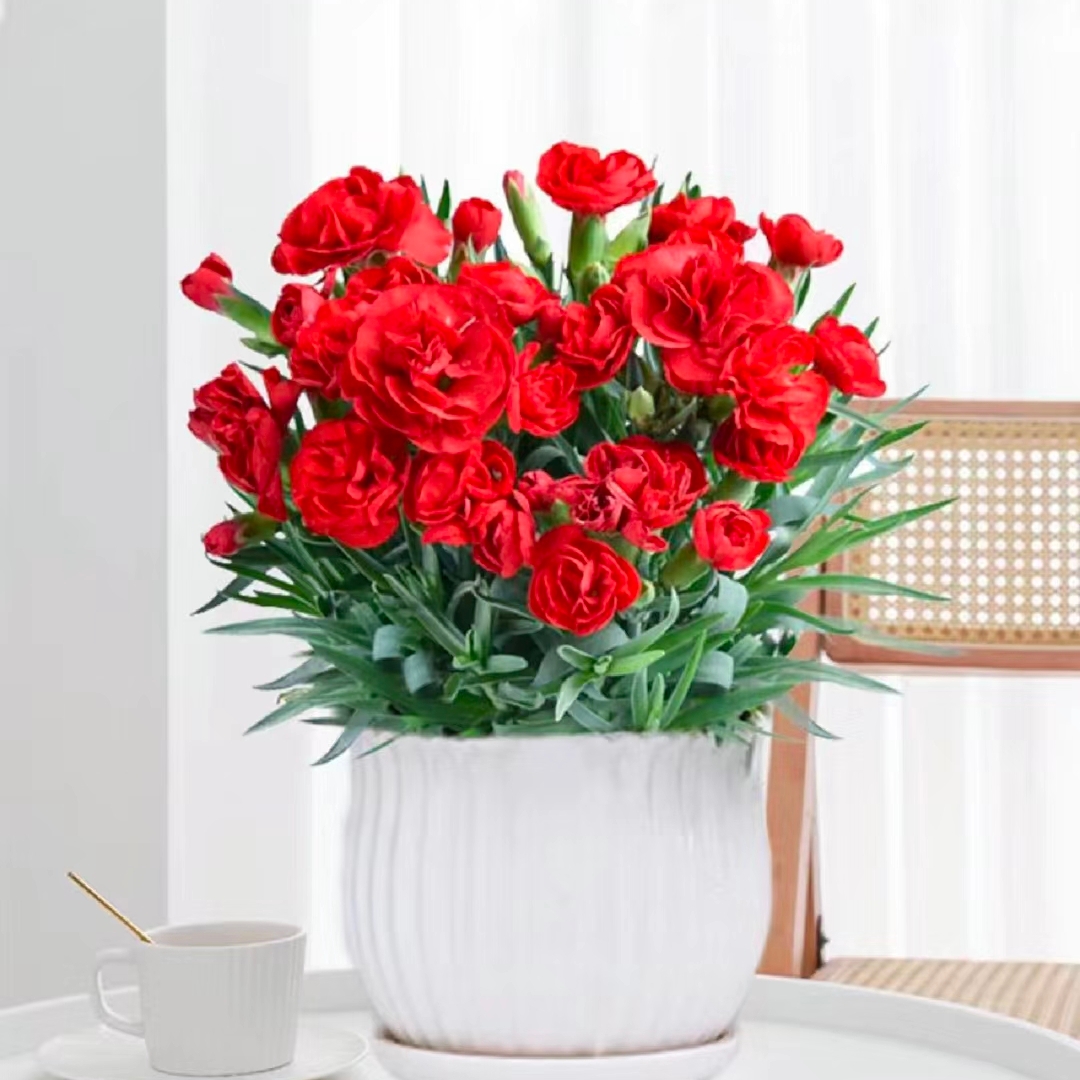 康乃馨盆栽 开花植物