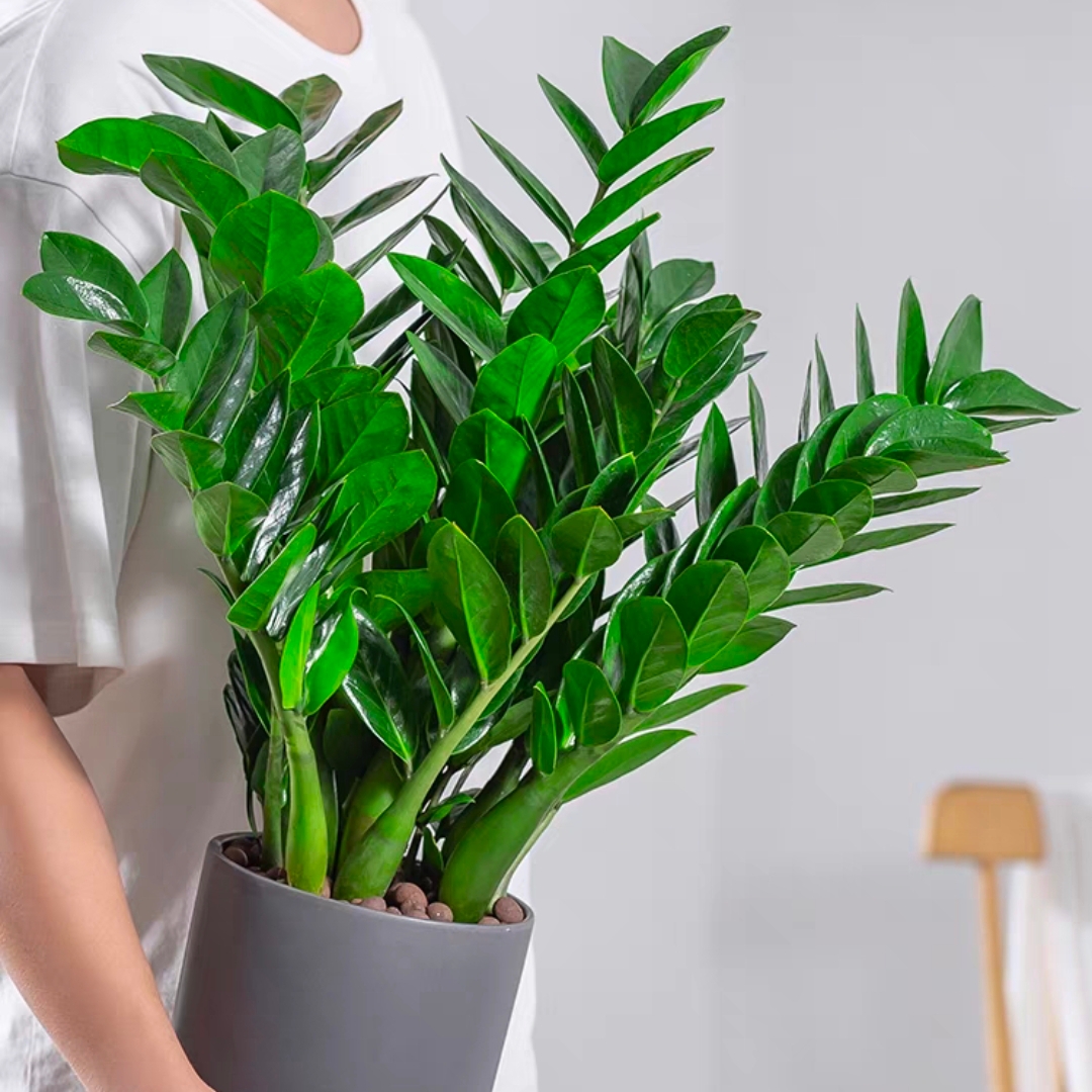 中号金钱树1盆招财植物富贵花桌面盆栽发财树好养花卉盆栽送礼