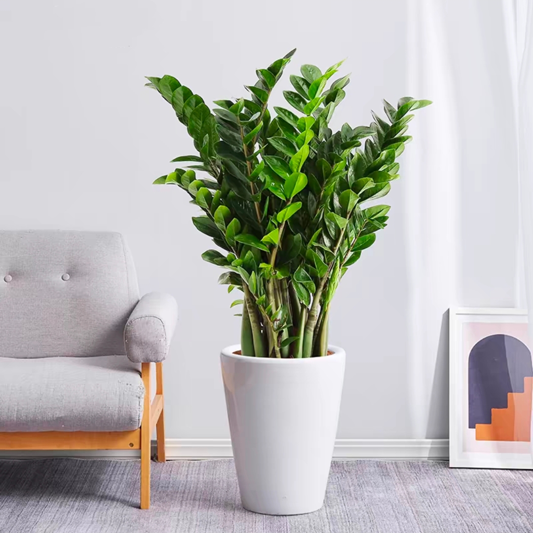 金钱树1盆招财植物开业植物网红