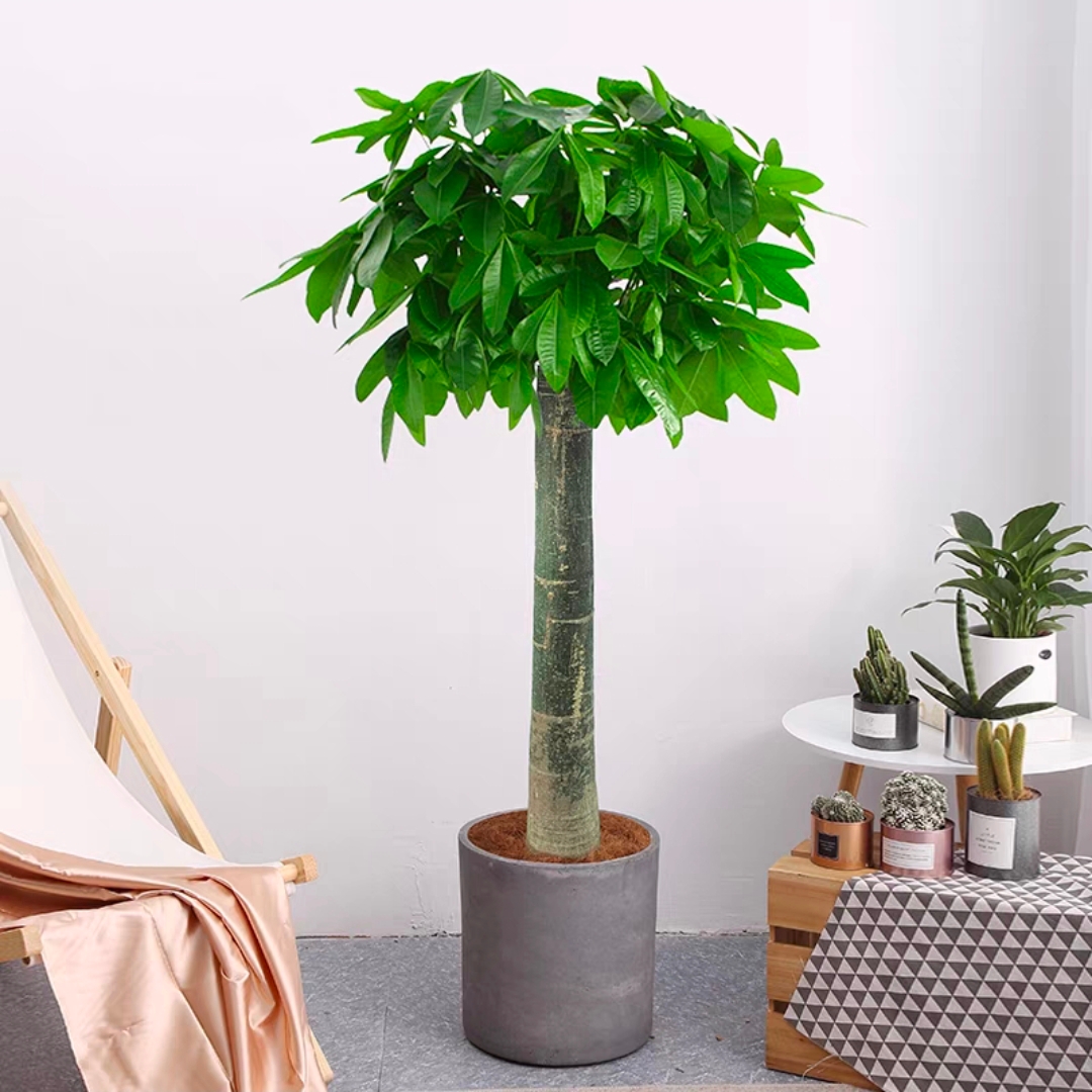 独杆发财树大发财树招财植物盆栽