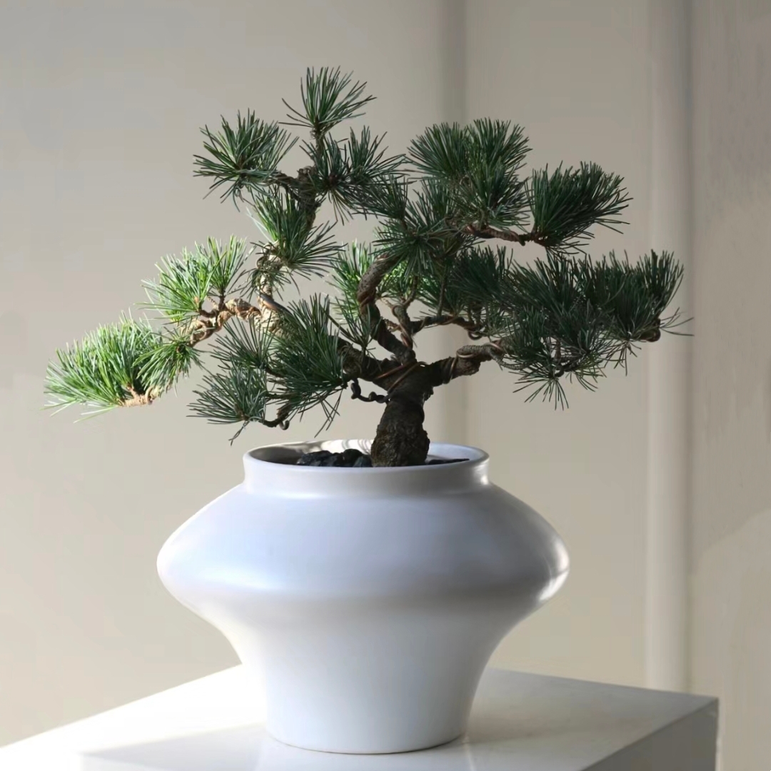 五针松盆景盆栽松树盆景黑松大阪松等
