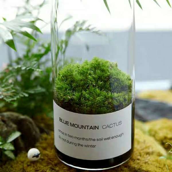 幸福草植物盆栽绿地球珊瑚蕨金丝雀苔藓草坪