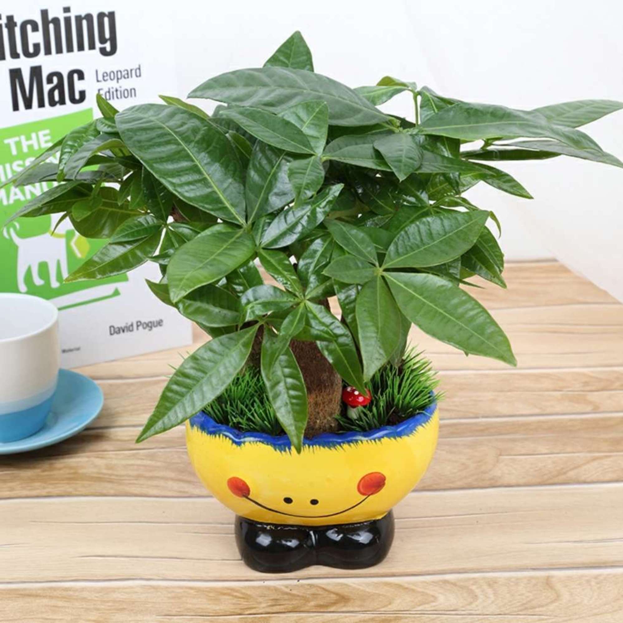 笑脸发财树盆栽可爱盆栽招财植物儿童盆栽幼儿园盆栽好养好活花卉带学校送朋友