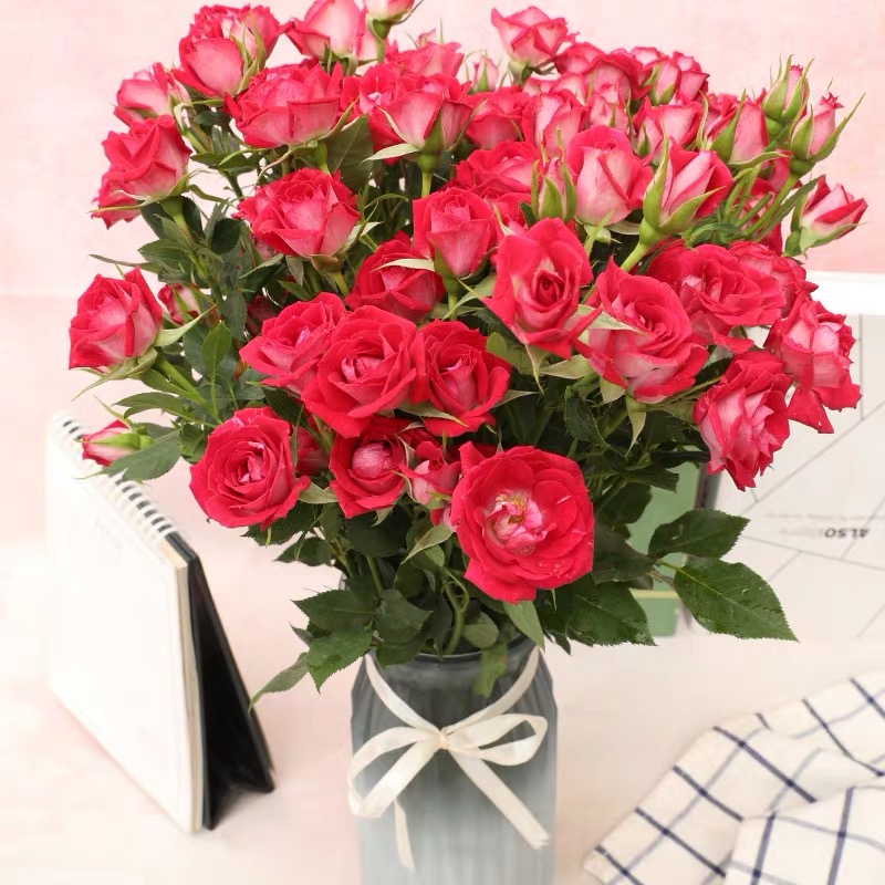 霓虹泡泡 红色多头小玫瑰花【1