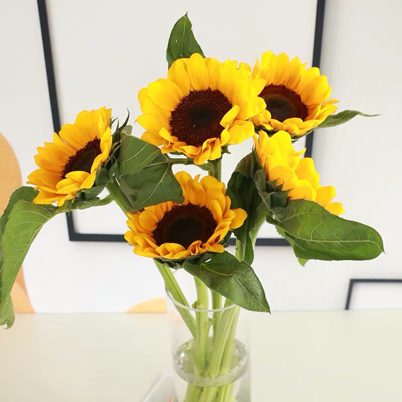 向日葵 Pieris 鲜切花 