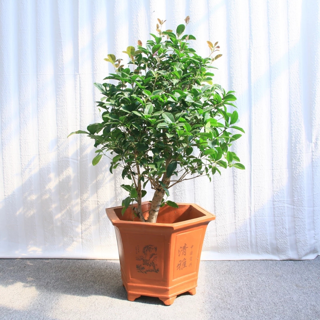 桂花(中号)植物盆栽 2016