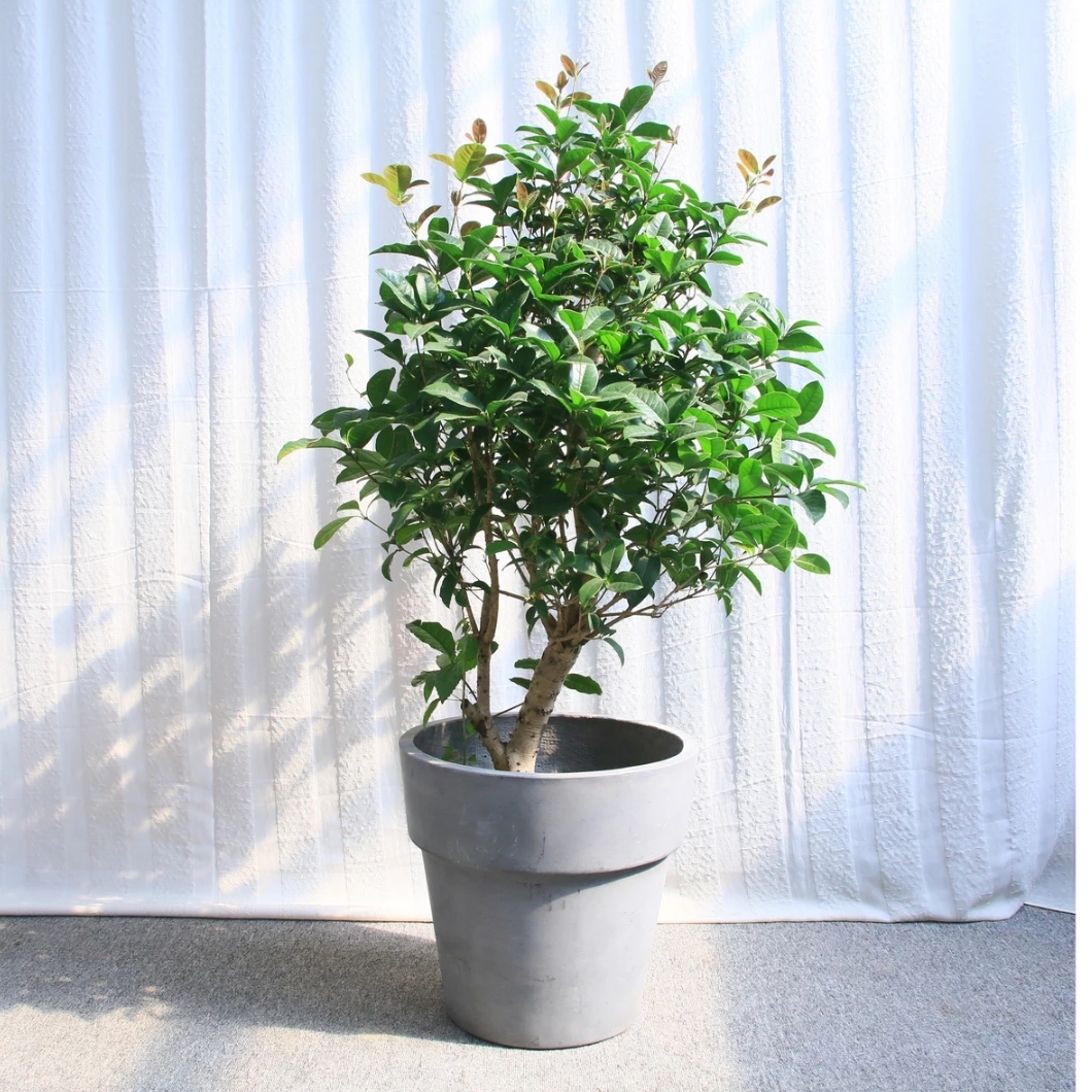 桂花(中号)植物盆栽 2016