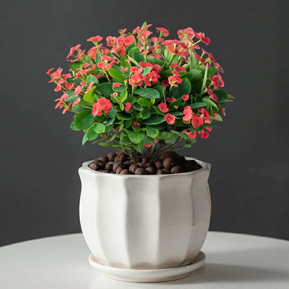 铁海棠花虎刺梅红色开花植物盆栽