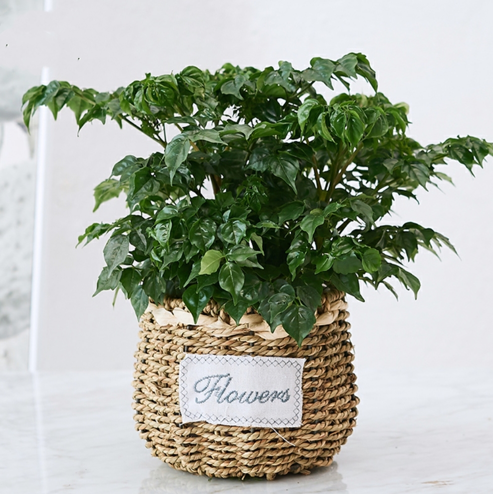 幸福树盆栽桌面绿植发财树植物四季常青办公室内好养盆景净化空气吸甲醛