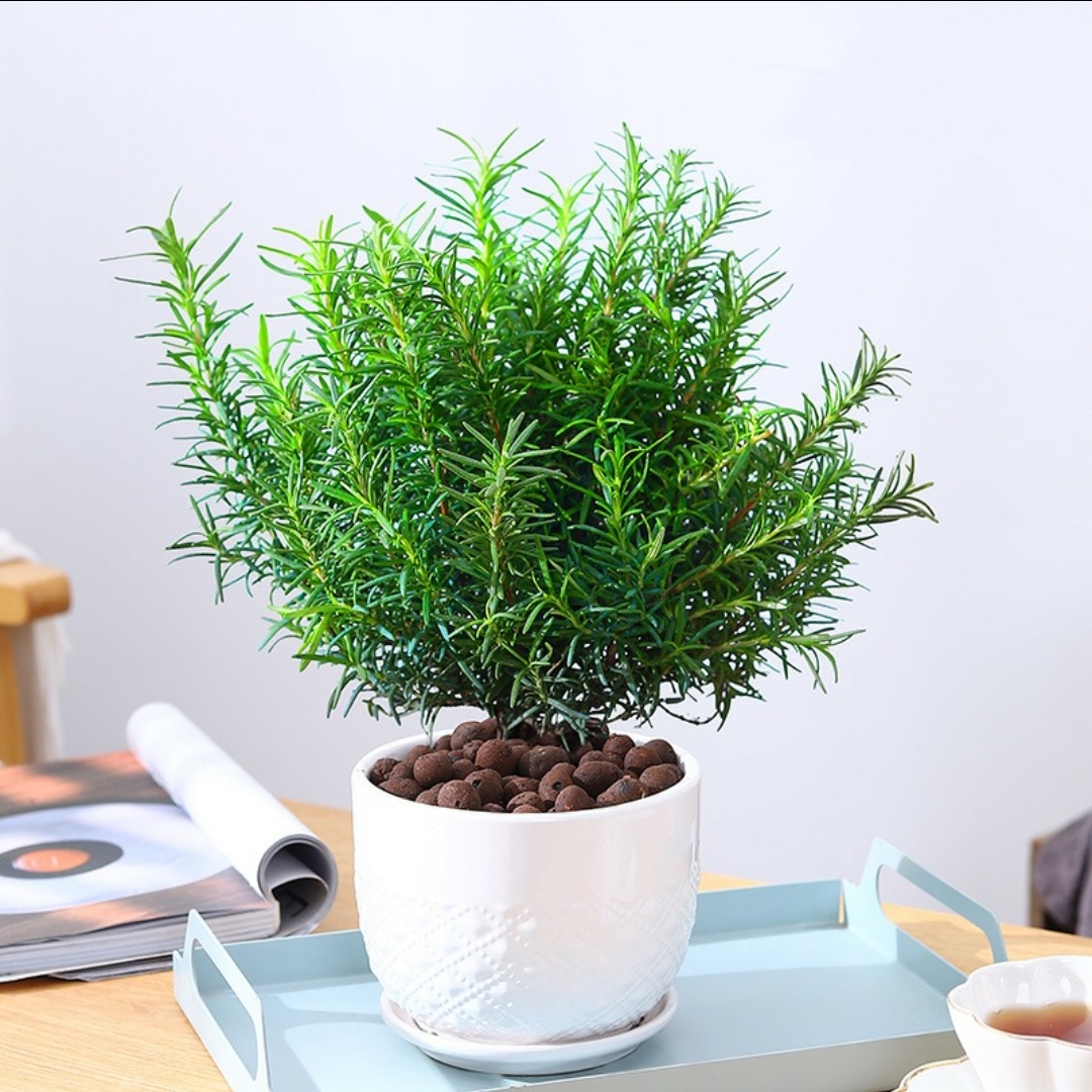 迷迭香 芳香植物盆栽 食用植物