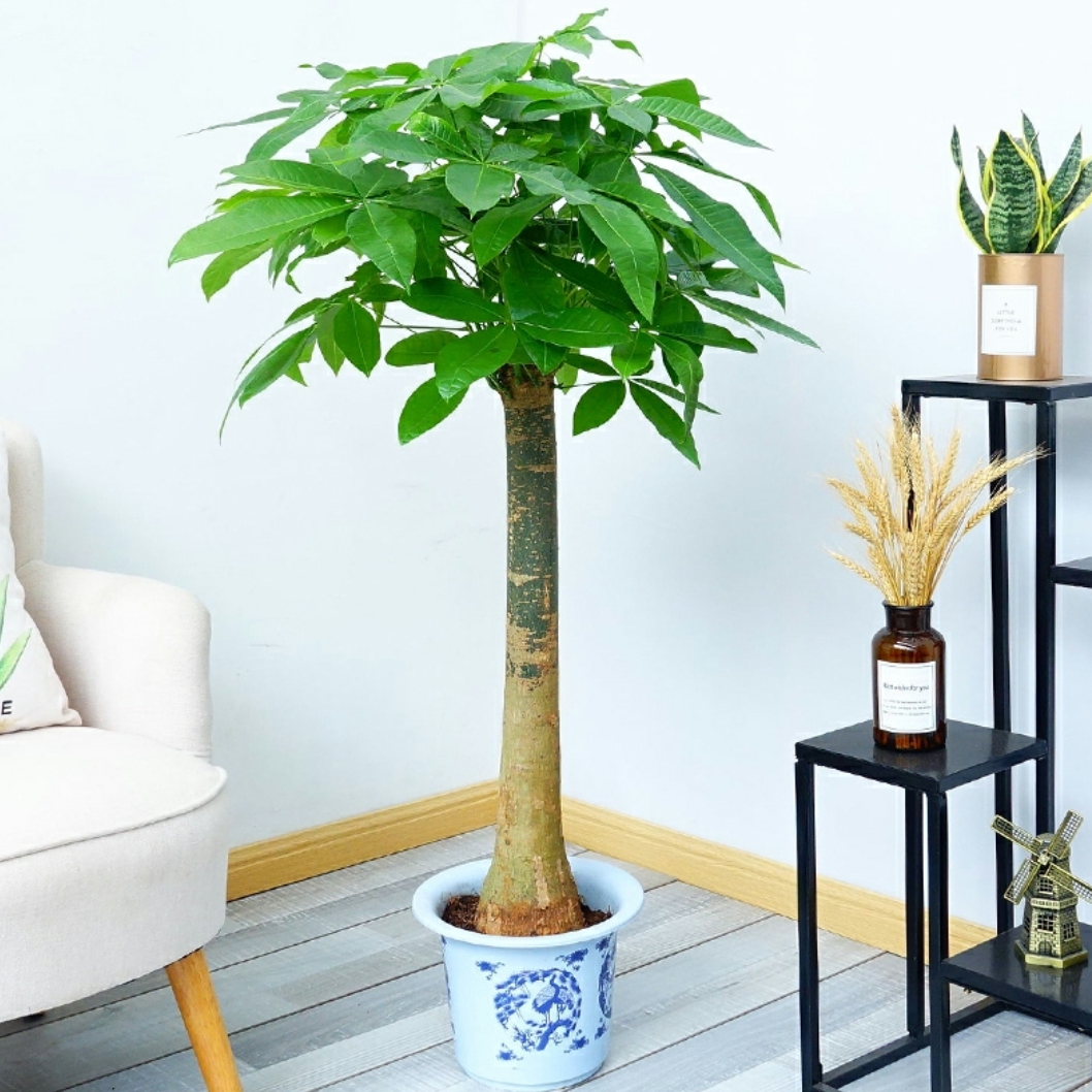 独杆发财树中号大植物盆栽开业乔