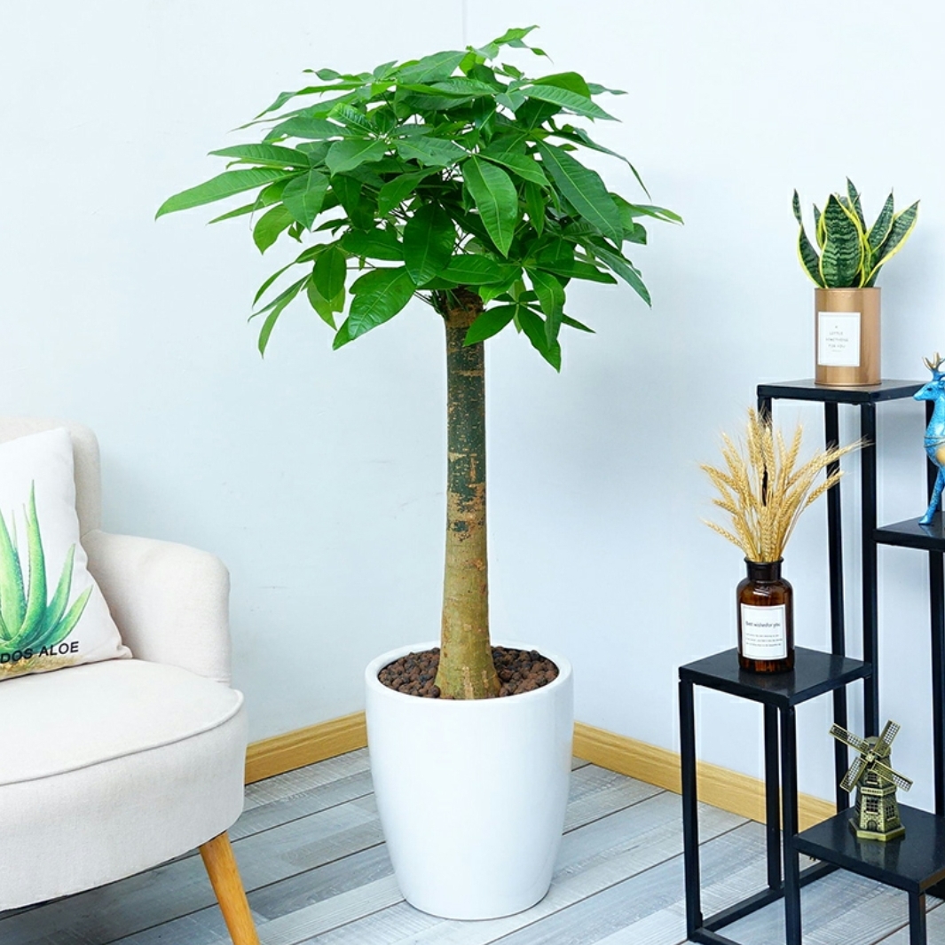 独杆发财树中号大植物盆栽开业乔