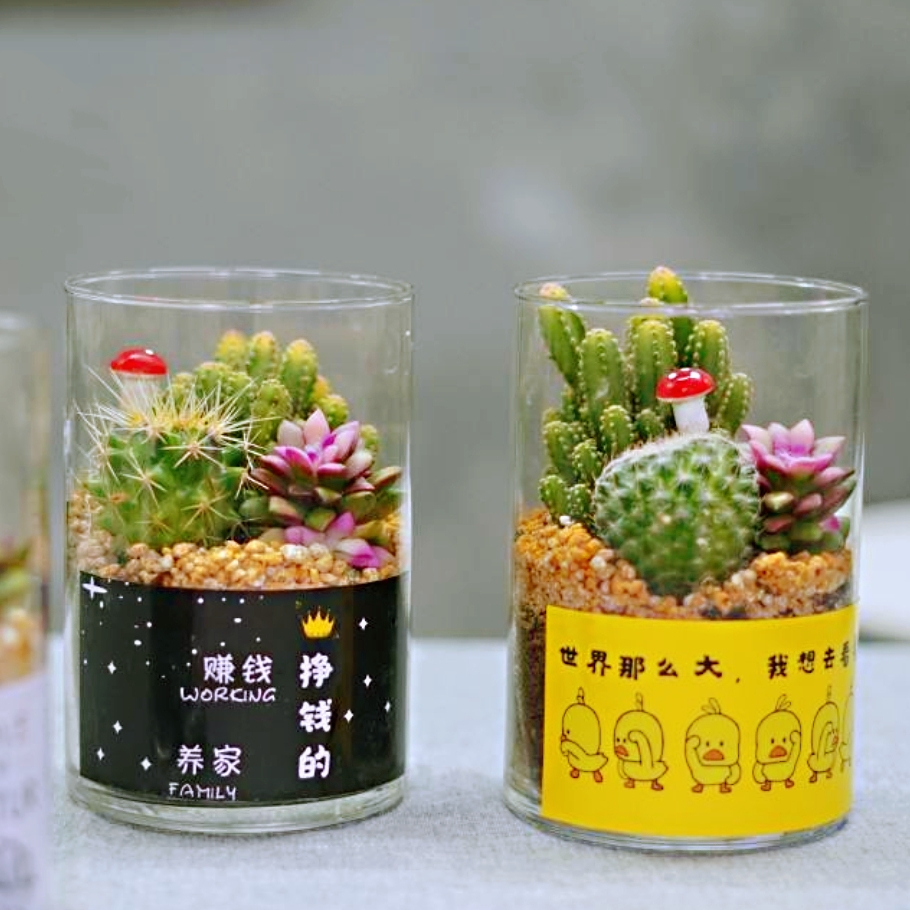【玻璃瓶网红盆栽】多肉植物网红盆栽1盆送礼桌面摆放都很漂亮多肉组合盆栽样式随机