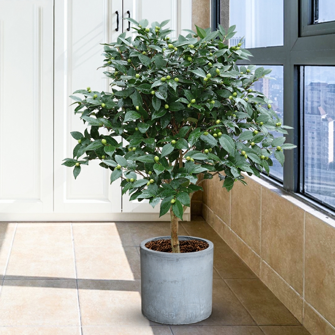 茶花(大号)大植物盆栽 开花植