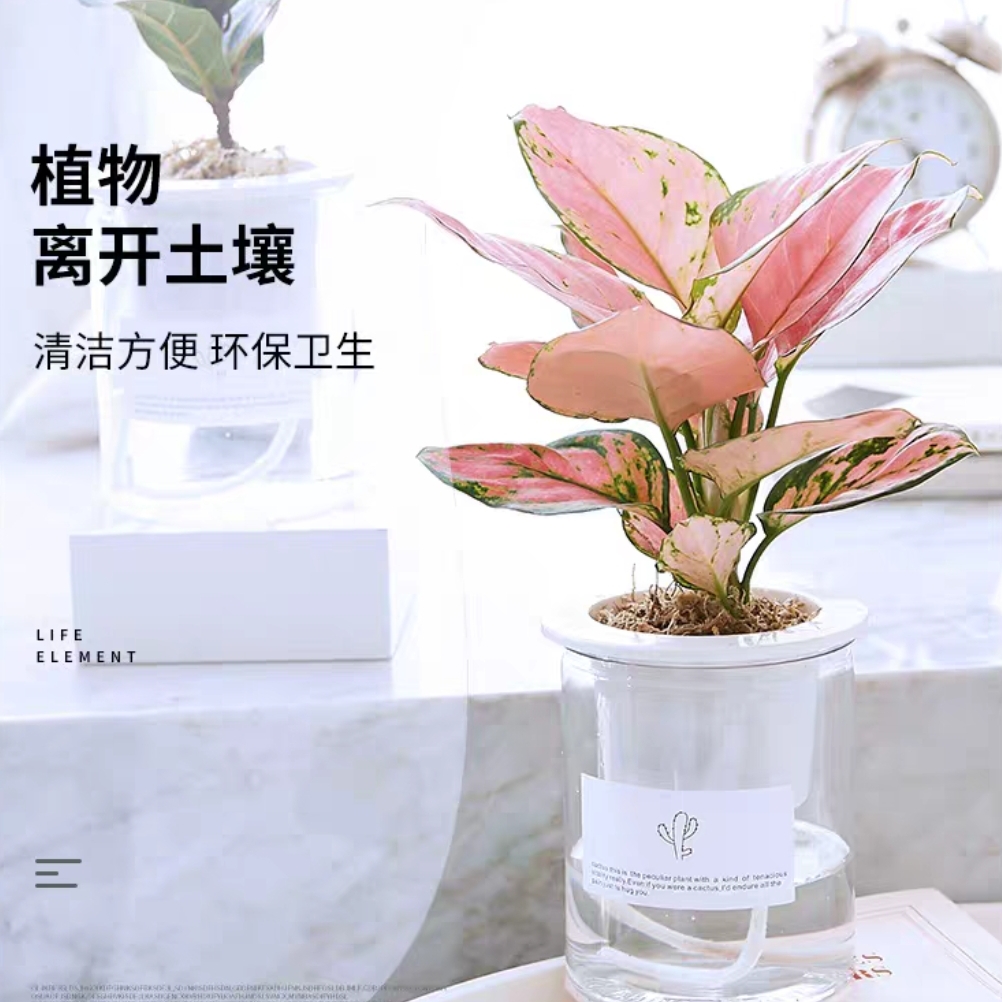 吉利红水培植物配自吸水懒人花盆彩皇后吉祥如意盆栽净化空气好养好活