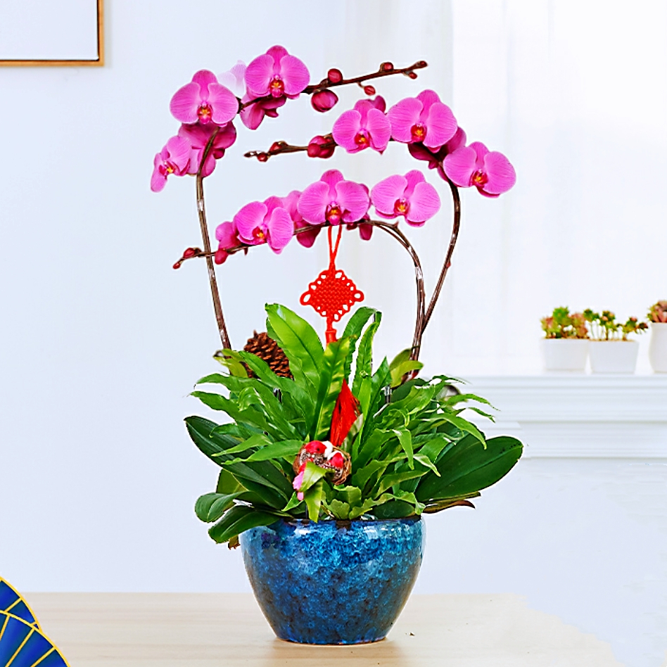 蝴蝶兰1503-09 大辣椒蝴