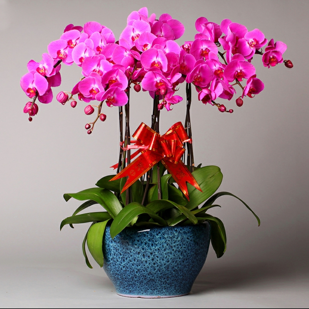 蝴蝶兰盆栽 1506-06 大