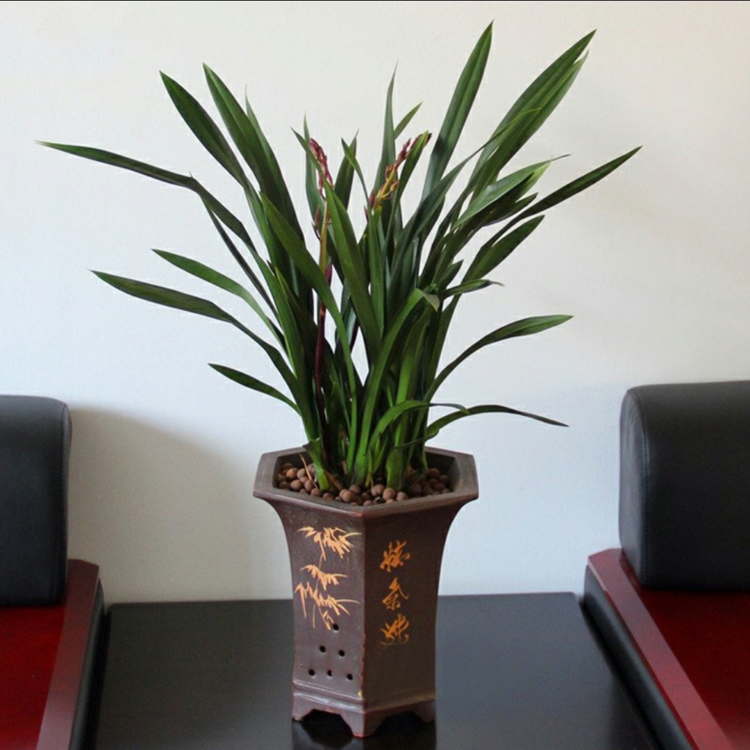 墨兰 木兰 香兰 兰花草 植物