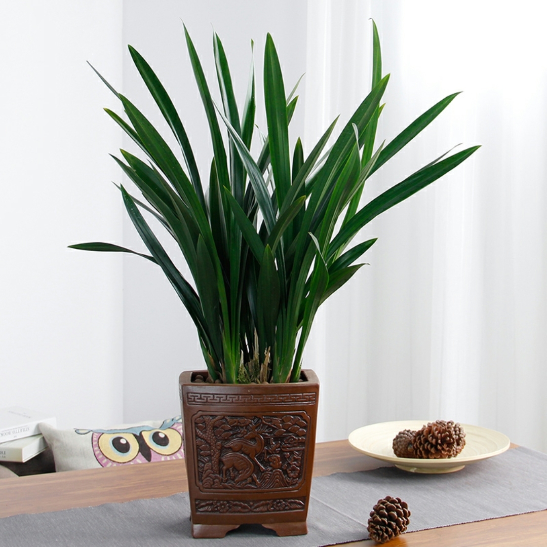 墨兰 木兰 香兰 兰花草 植物