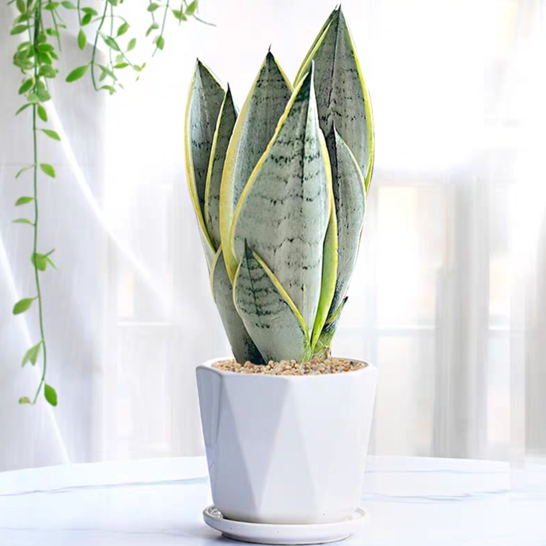 虎皮兰植物室内绿植客厅办公室净