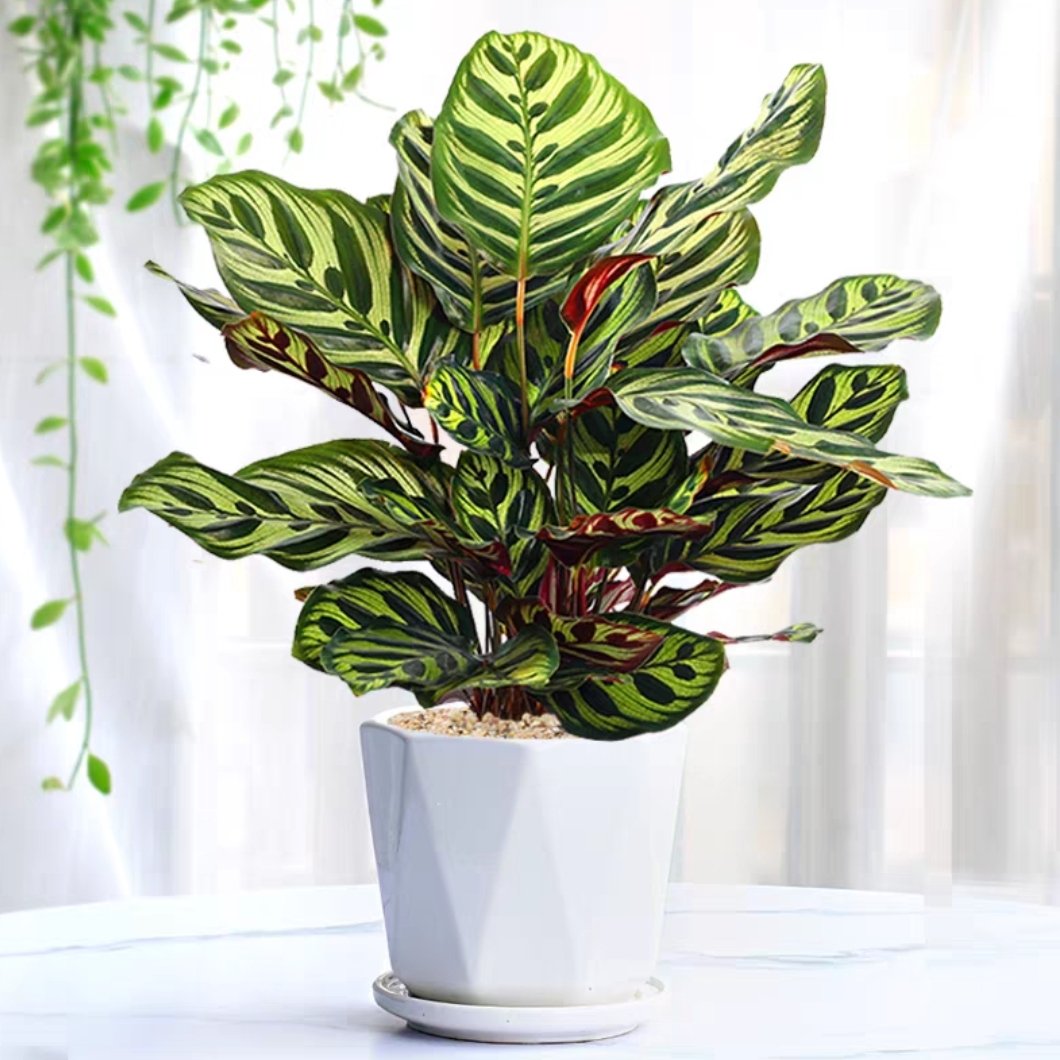 孔雀竹芋 网红植物盆栽 彩色植物花卉