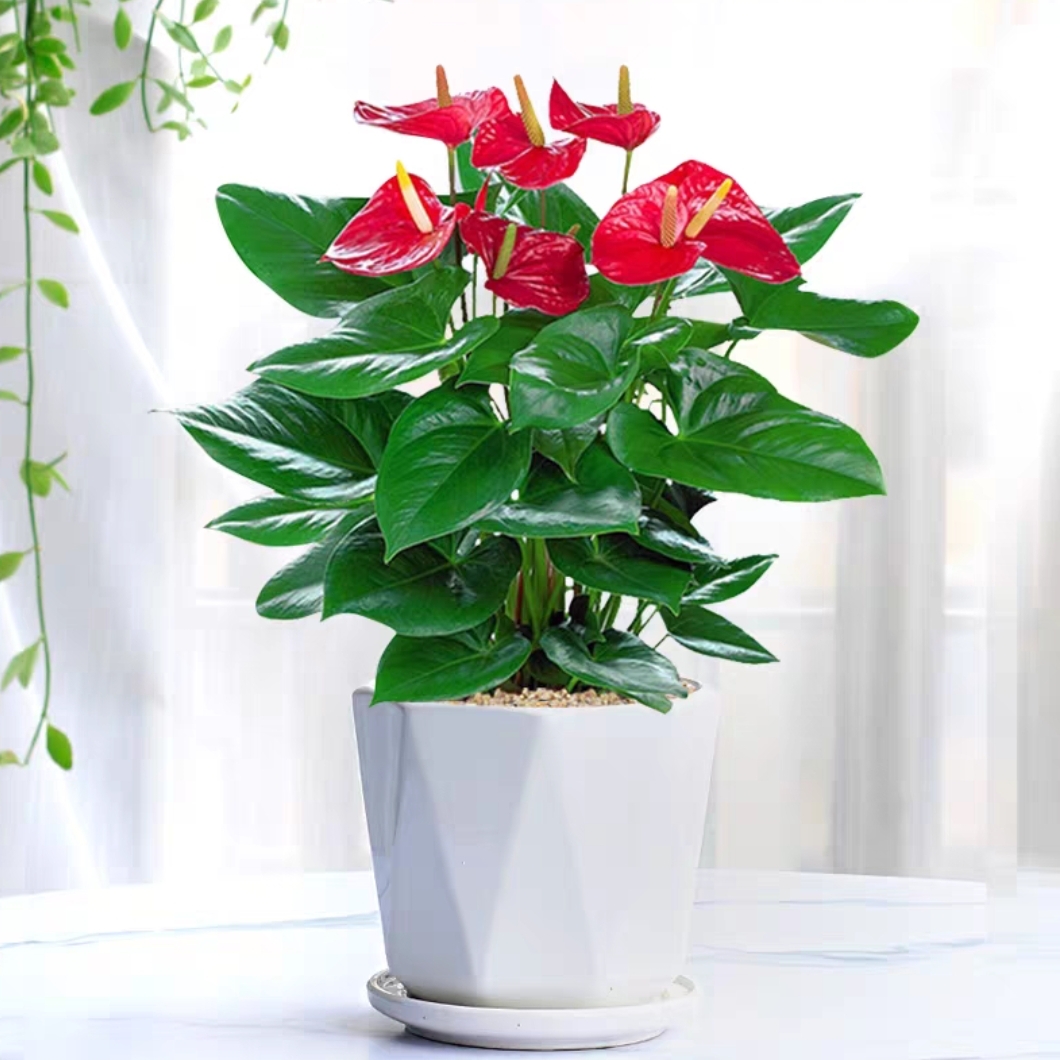 红掌桌面开花植物盆栽喜庆花卉好