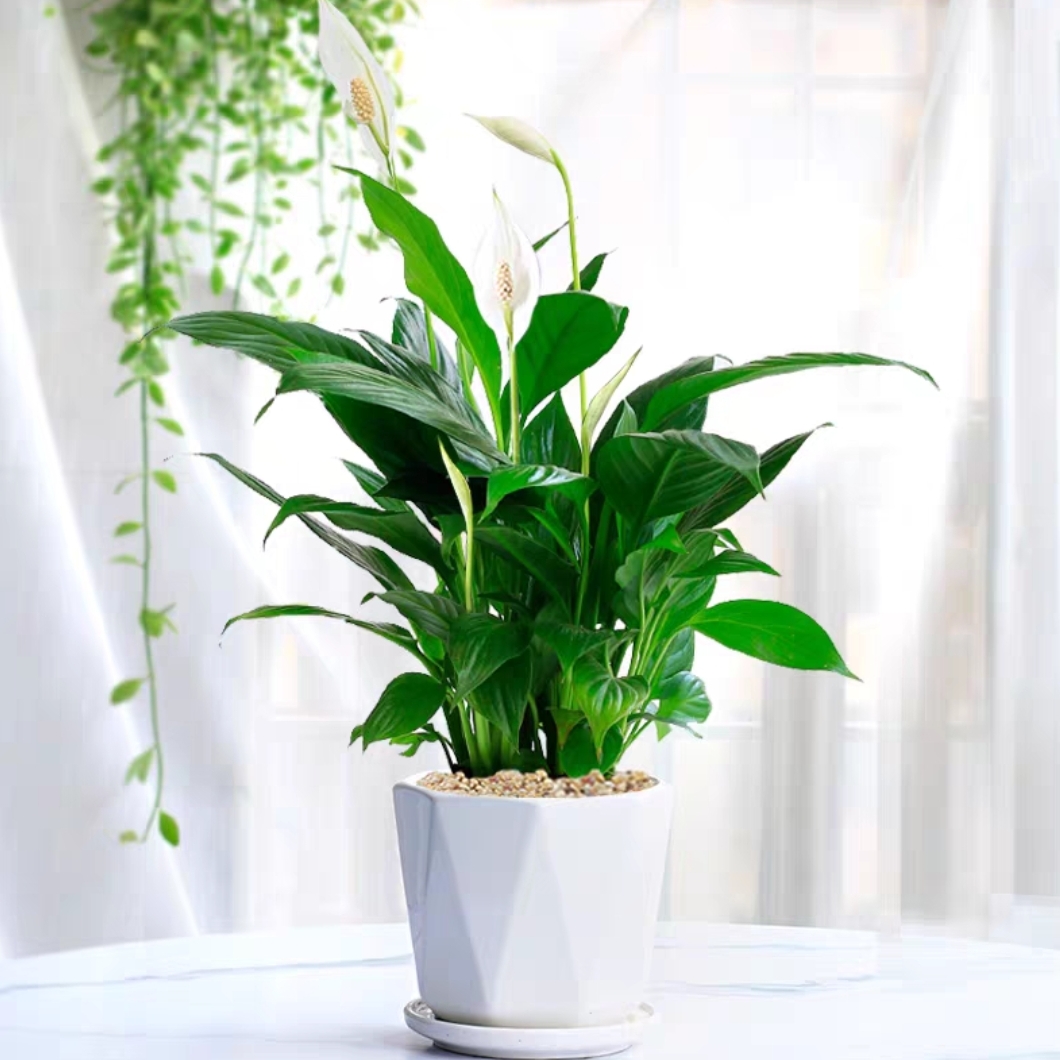 白掌常绿植物开花植物盆栽好养好