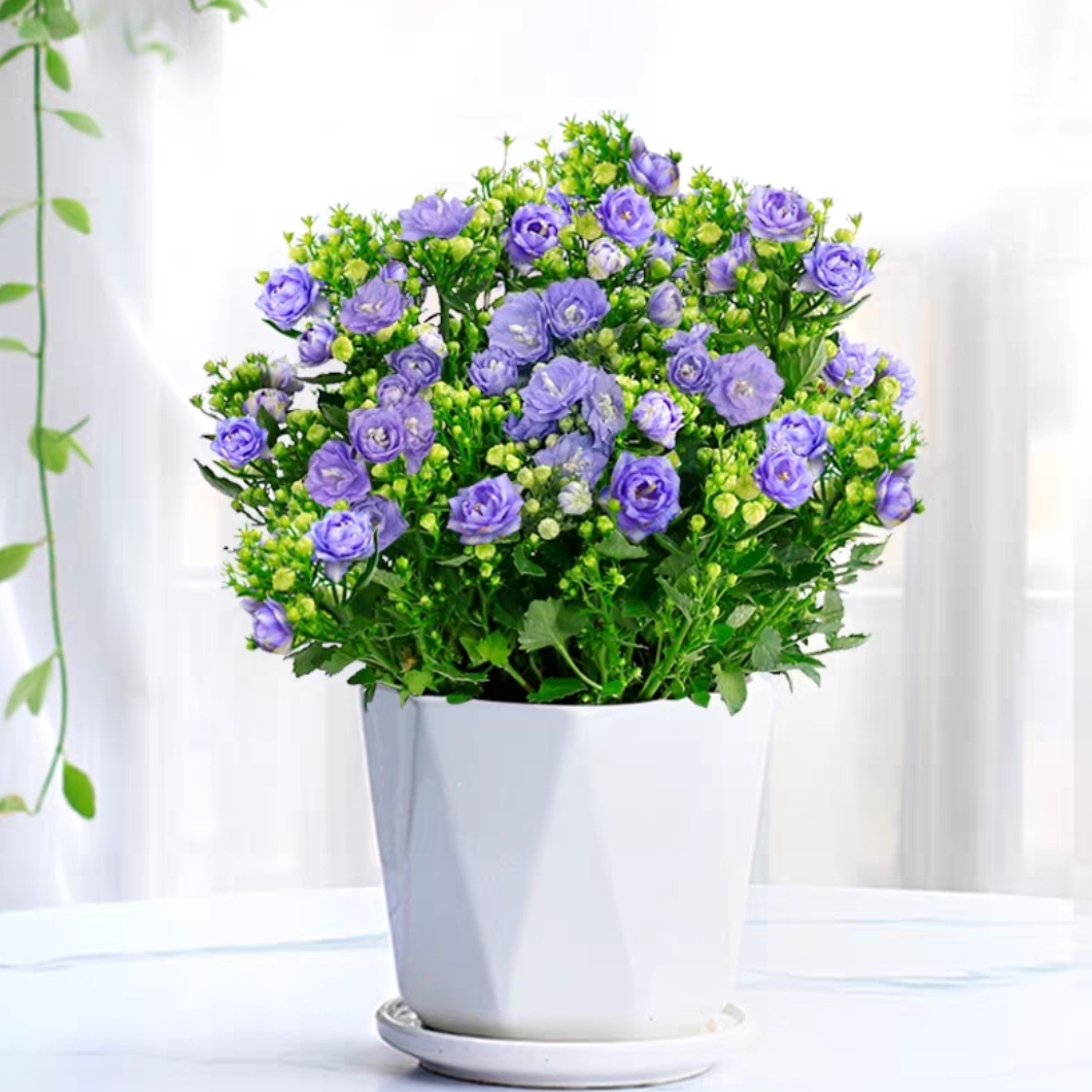 丹麦风铃花1盆盆栽花卉植物室内