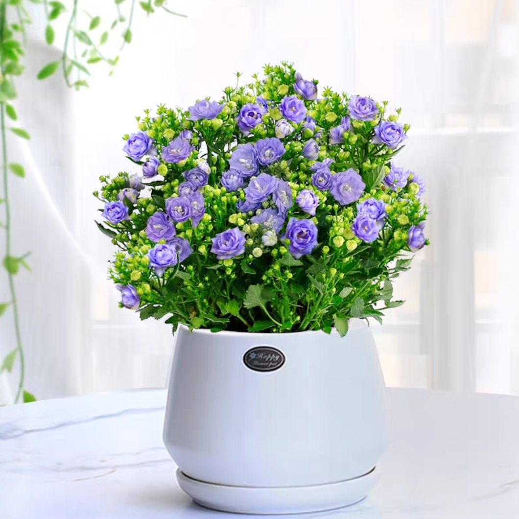 丹麦风铃花1盆盆栽花卉植物室内