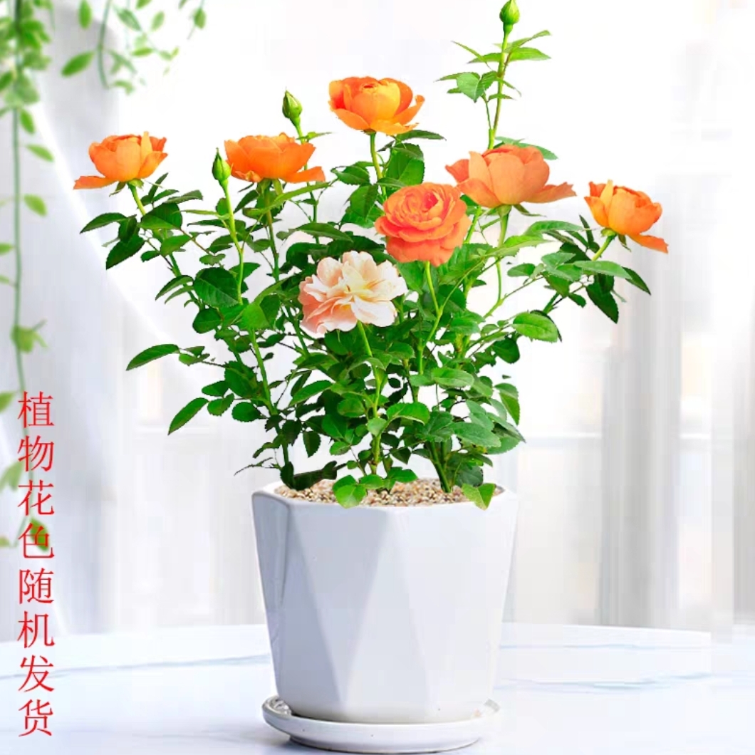 月季花1盆网红盆栽开花颜色随机