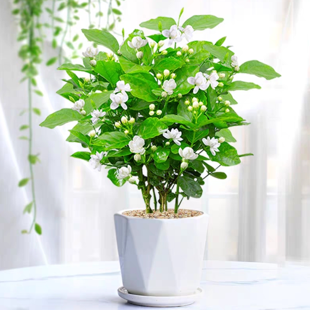 茉莉花茉莉茉莉愿君莫离开花植物