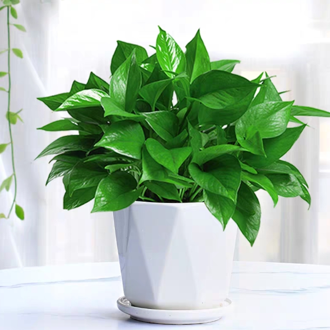 绿萝盆栽吊绿萝植物盆栽花卉净化空气吊绿箩除甲醛净味三合一新装修搬新家送朋友花店送花上门