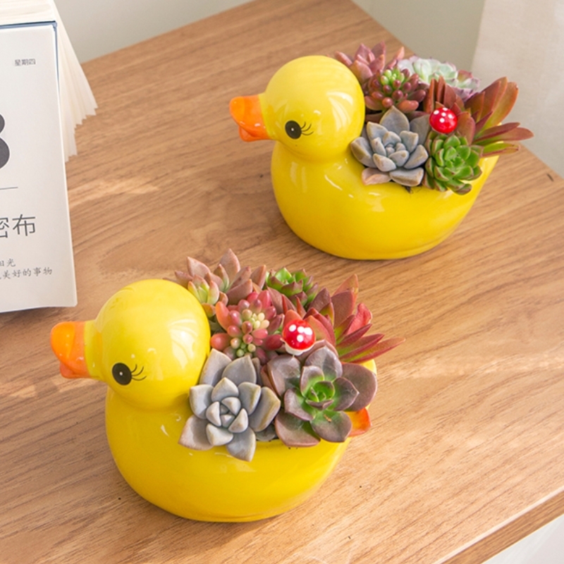 【大黄鸭多肉组合盆栽】可爱多肉盆栽1盆多肉花卉儿童盆栽带学校组合样式随机送礼