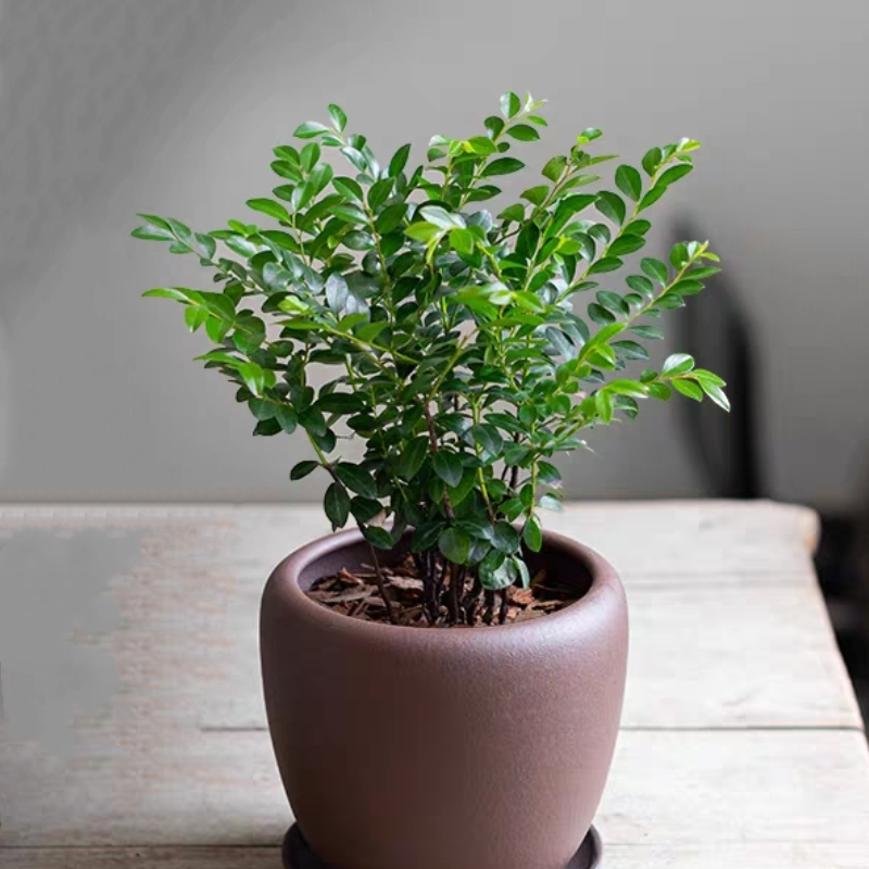 小叶紫檀造型盆栽细枝紫檀盆景盆栽耐阴黑骨茶好养送礼带学校四季常绿植物花卉