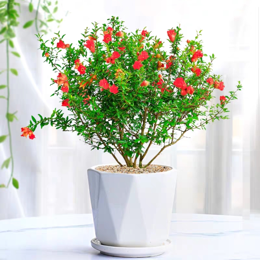 石榴树石榴盆景开花石榴植物盆栽