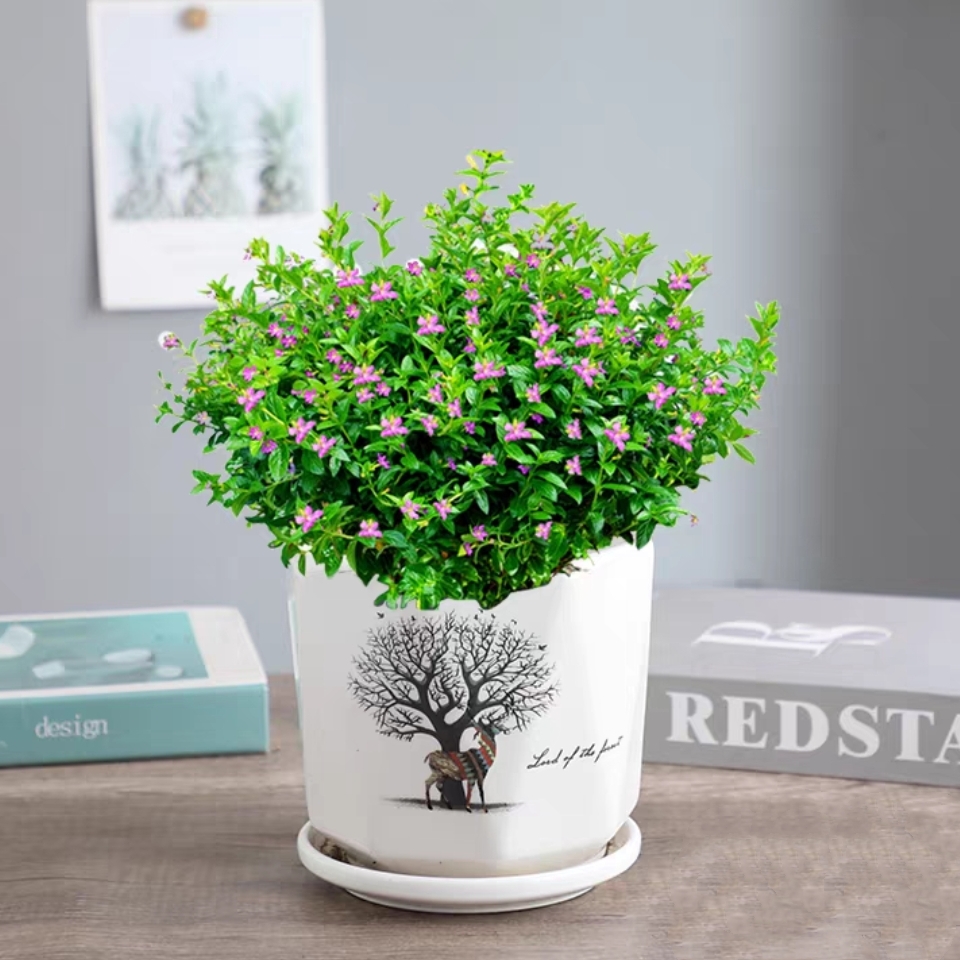 满天星植物盆栽满天星盆栽开花植