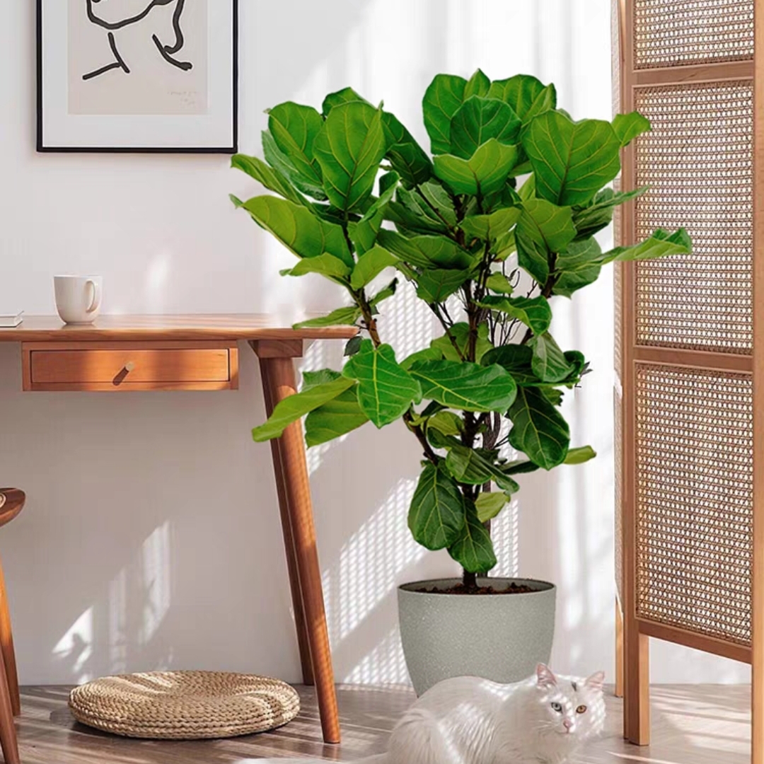 琴叶榕 网红植物盆栽