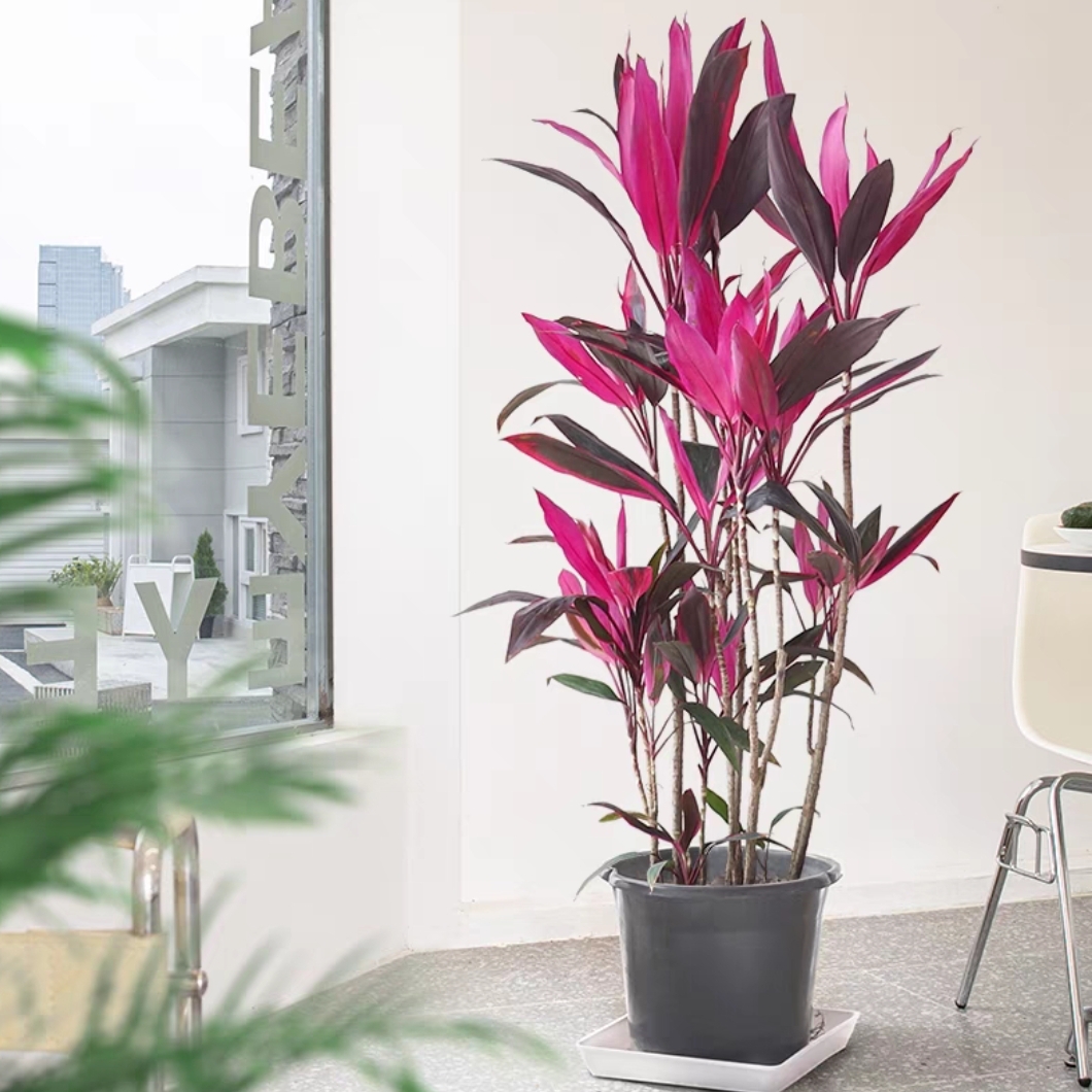 造型红叶朱蕉盆栽老桩室内大型植