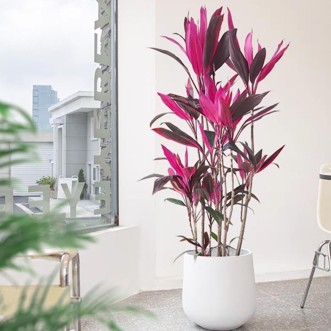 造型红叶朱蕉盆栽老桩室内大型植