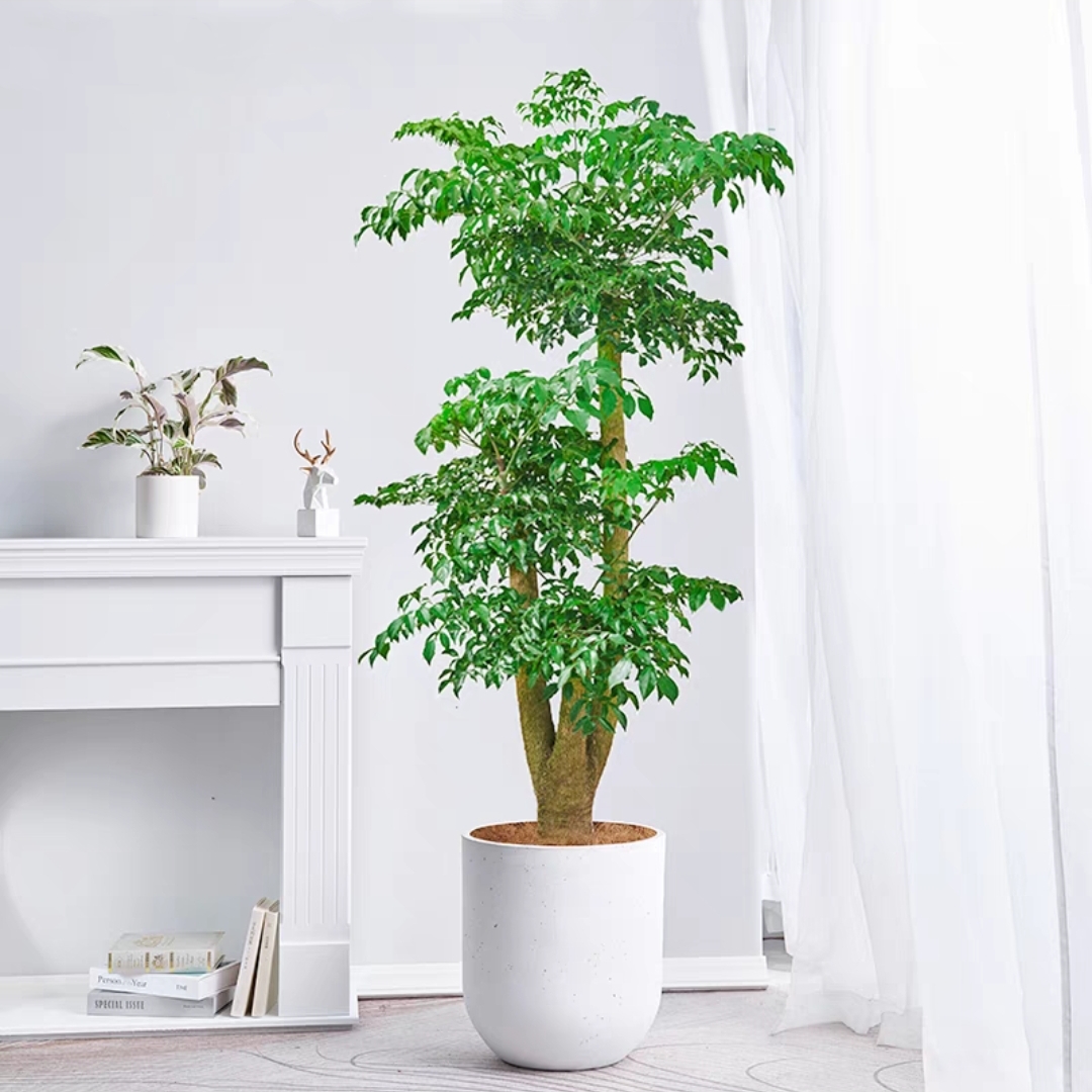 幸福树（粗杆）老桩幸福树大型盆