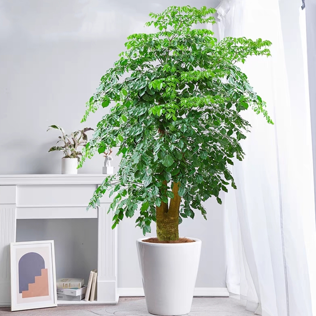 特大幸福树大气植物盆栽前台花卉