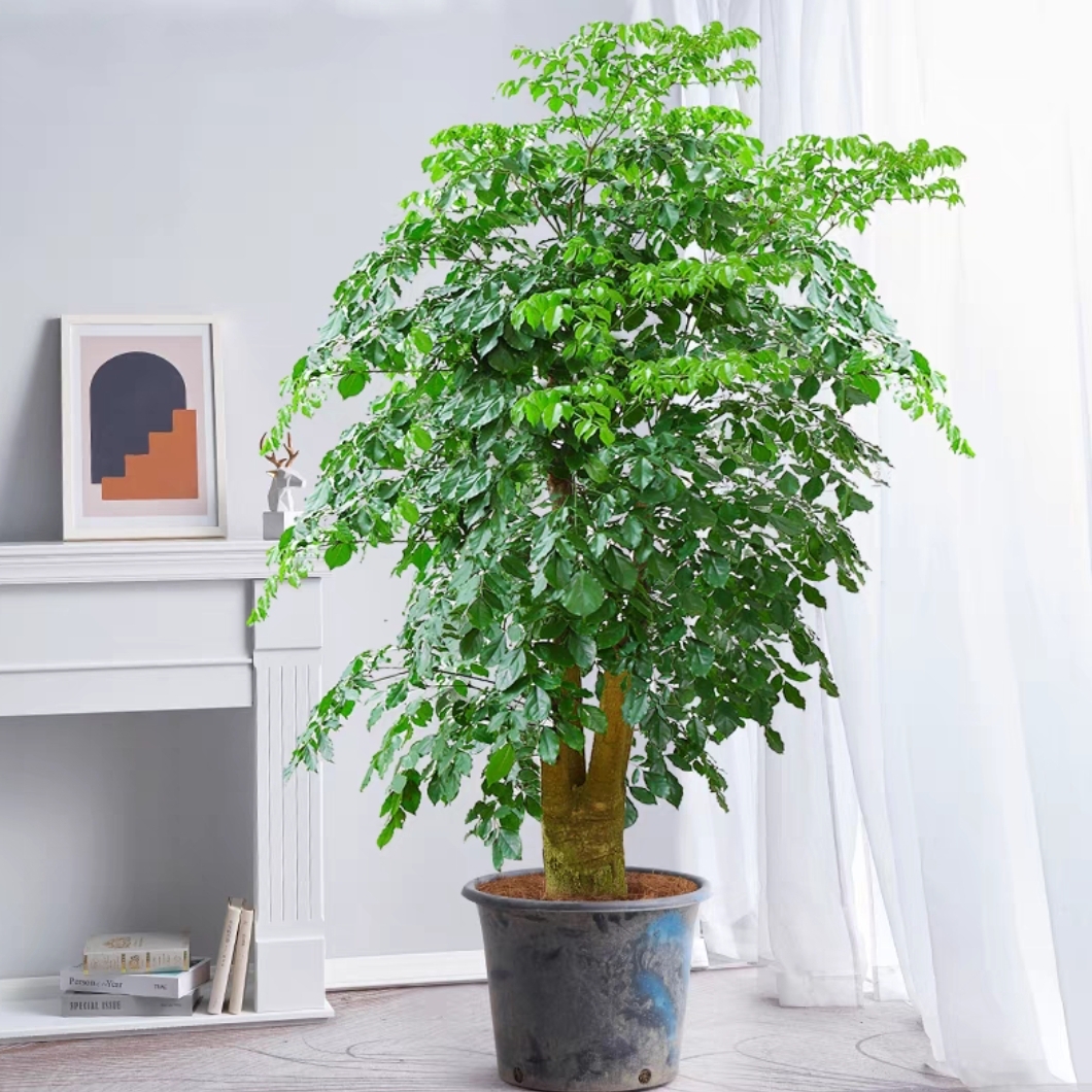 特大幸福树大气植物盆栽前台花卉