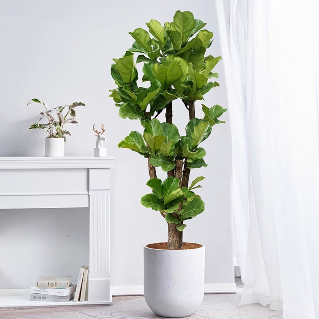 大琴叶榕客厅绿植物室内大型好养